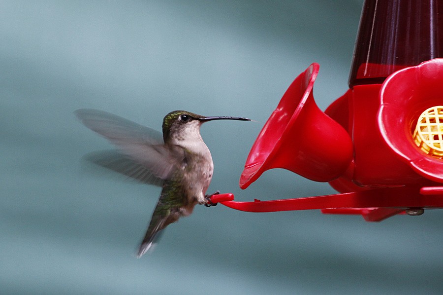 Ruby-throated Hummingbird - Zbigniew Kajzer