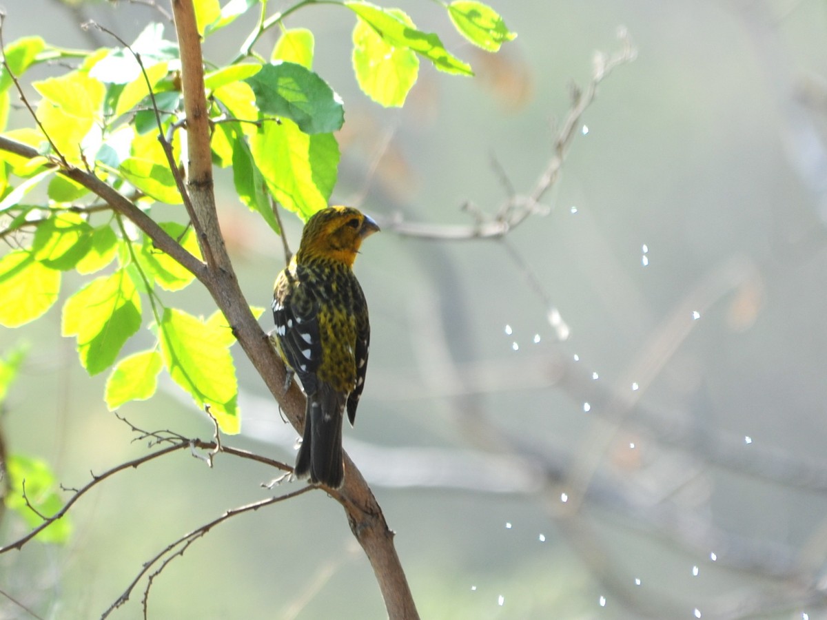 Golden Grosbeak - ML39620241