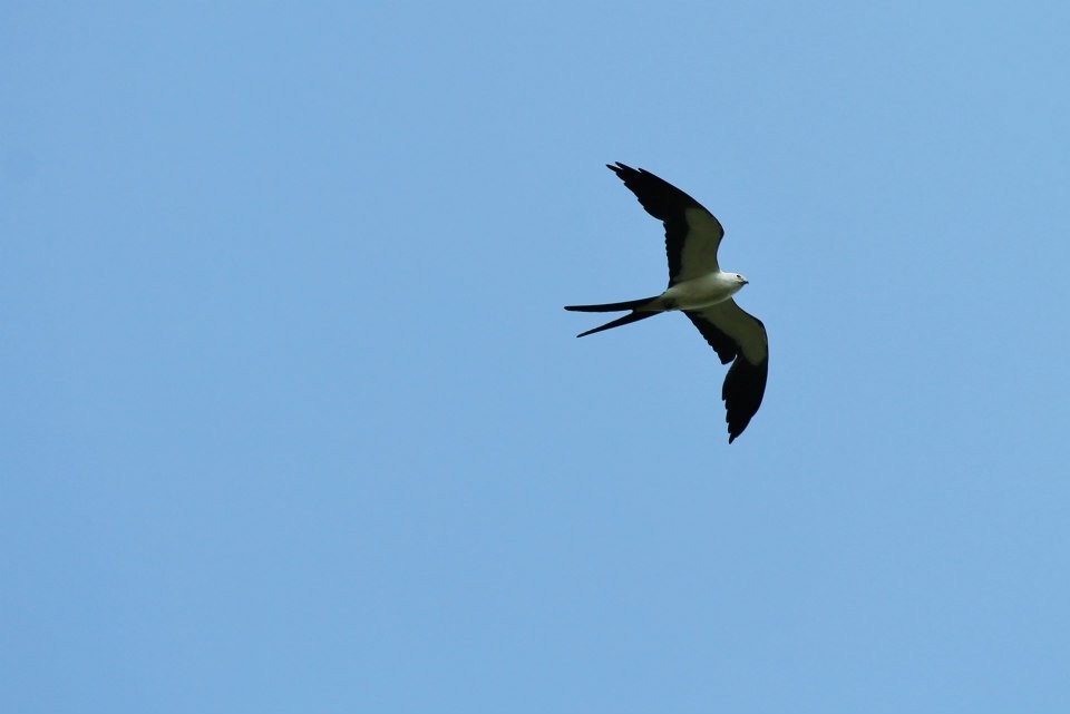 Swallow-tailed Kite - ML396202641