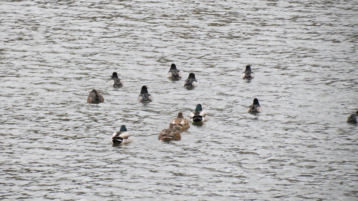 Ring-necked Duck - ML396202911