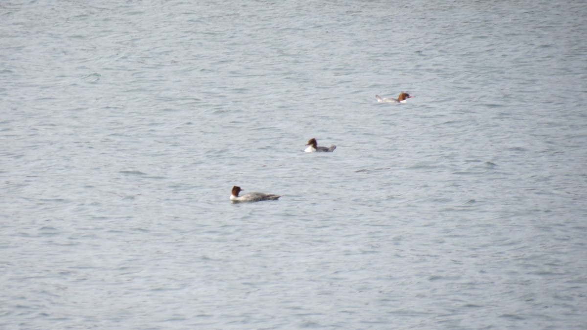 Common Merganser - Frank Durso