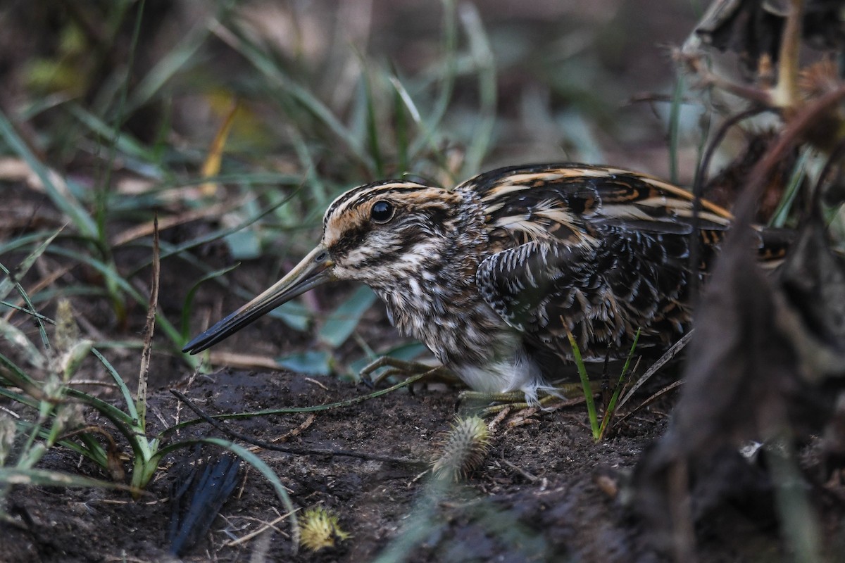 Jack Snipe - ML396203391