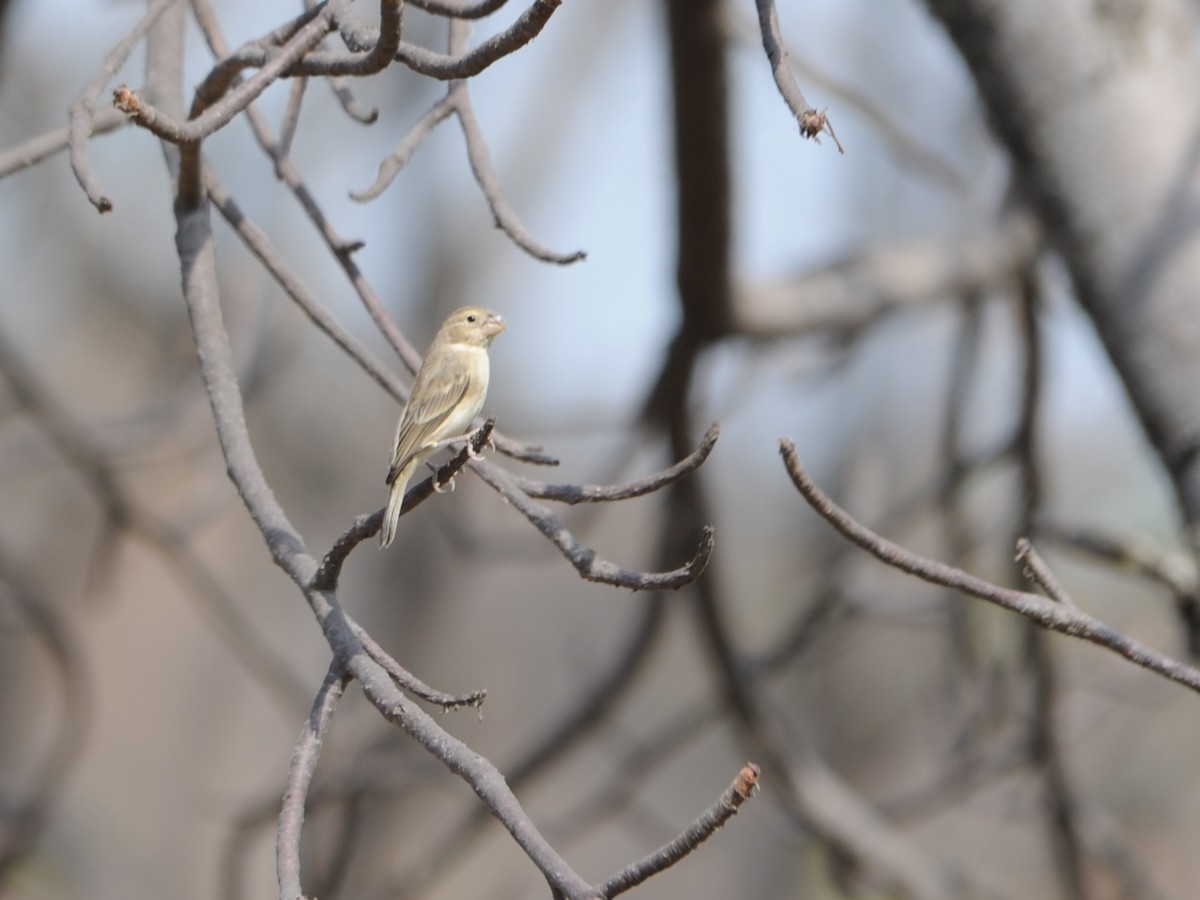 Parrot-billed Seedeater - ML39620341