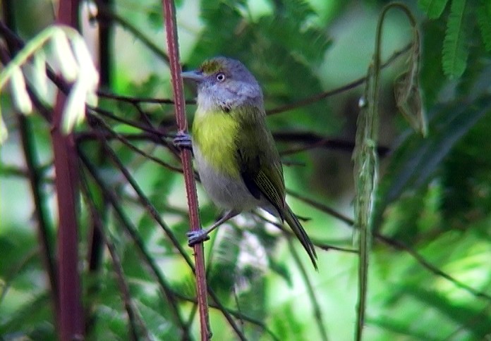 Lemon-chested Greenlet (Rio de Janeiro) - ML396204001