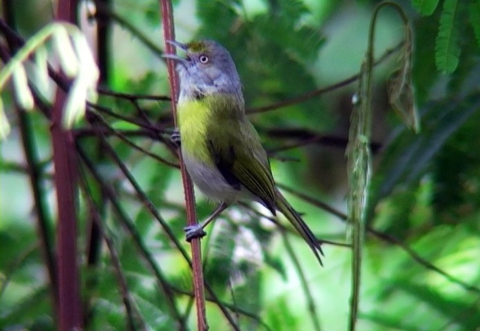 Lemon-chested Greenlet (Rio de Janeiro) - ML396204011