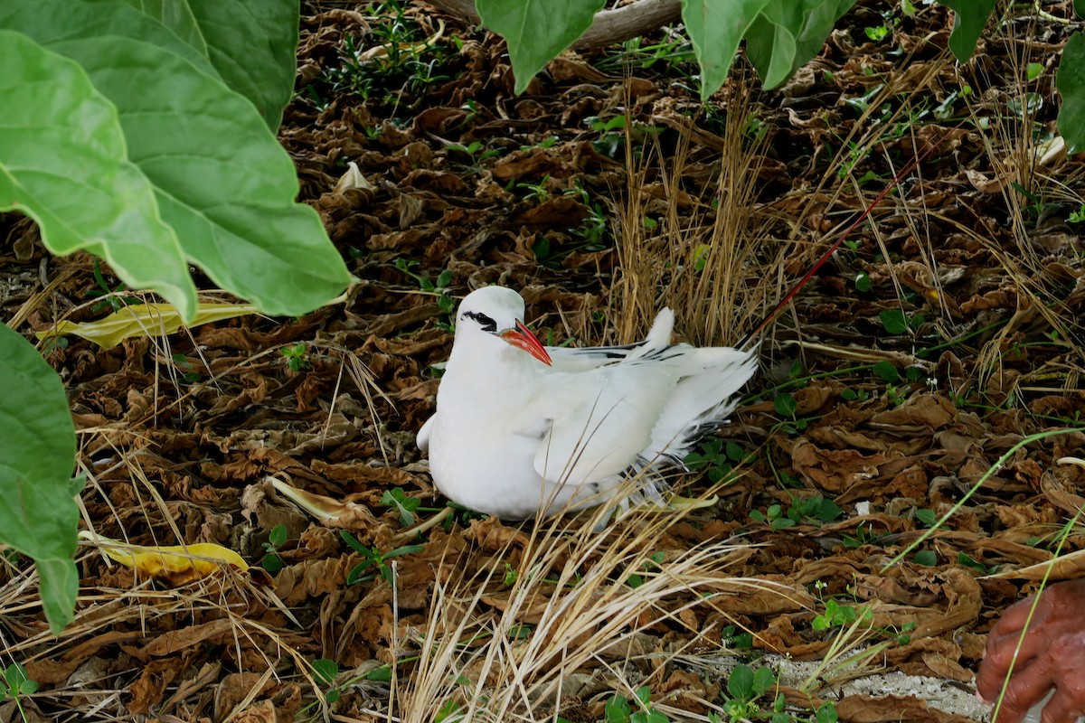 Red-tailed Tropicbird - ML39620471