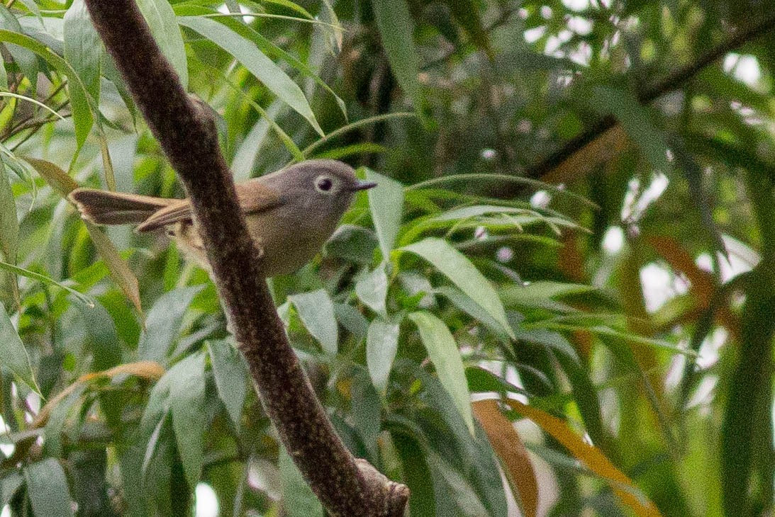 David's Fulvetta - ML396205101