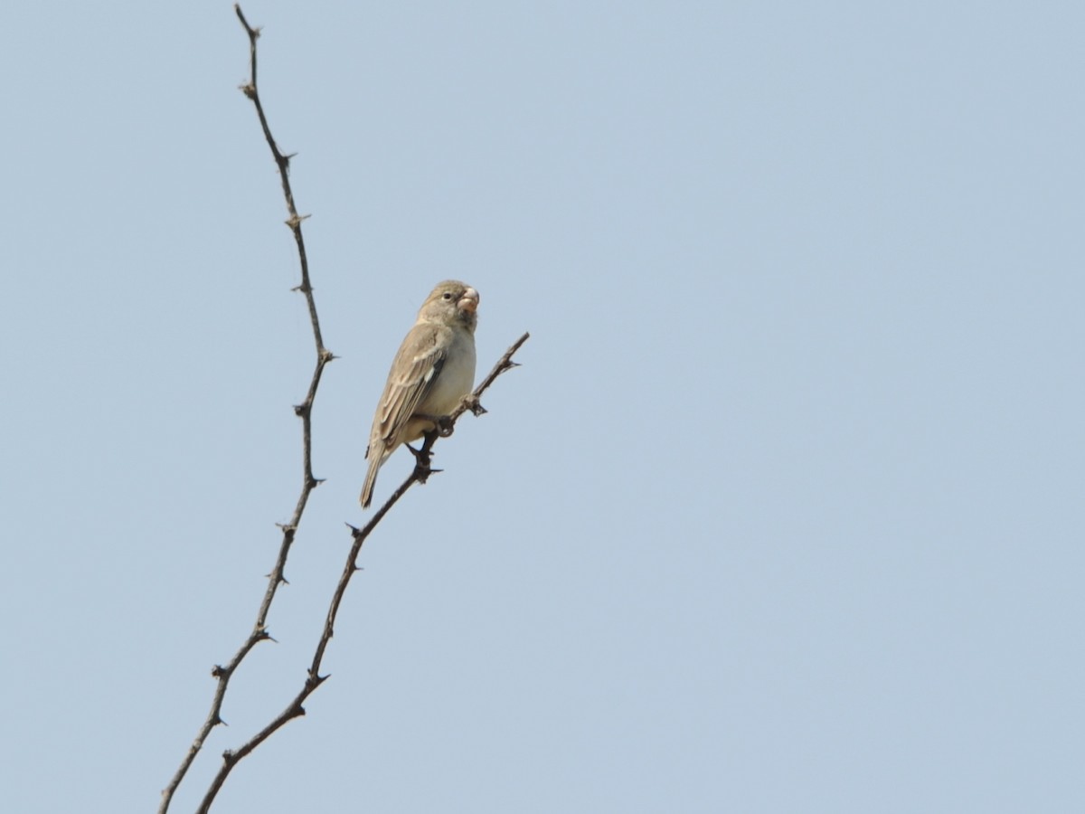 Parrot-billed Seedeater - ML39620561