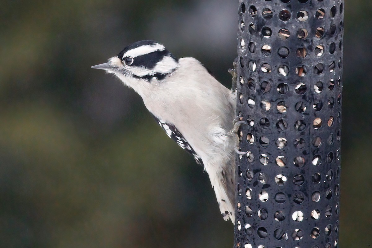 Downy Woodpecker - ML396206191