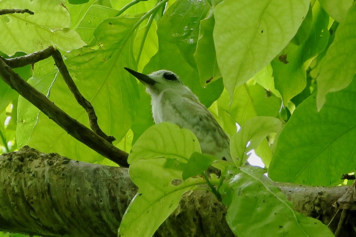 White Tern - ML39620641