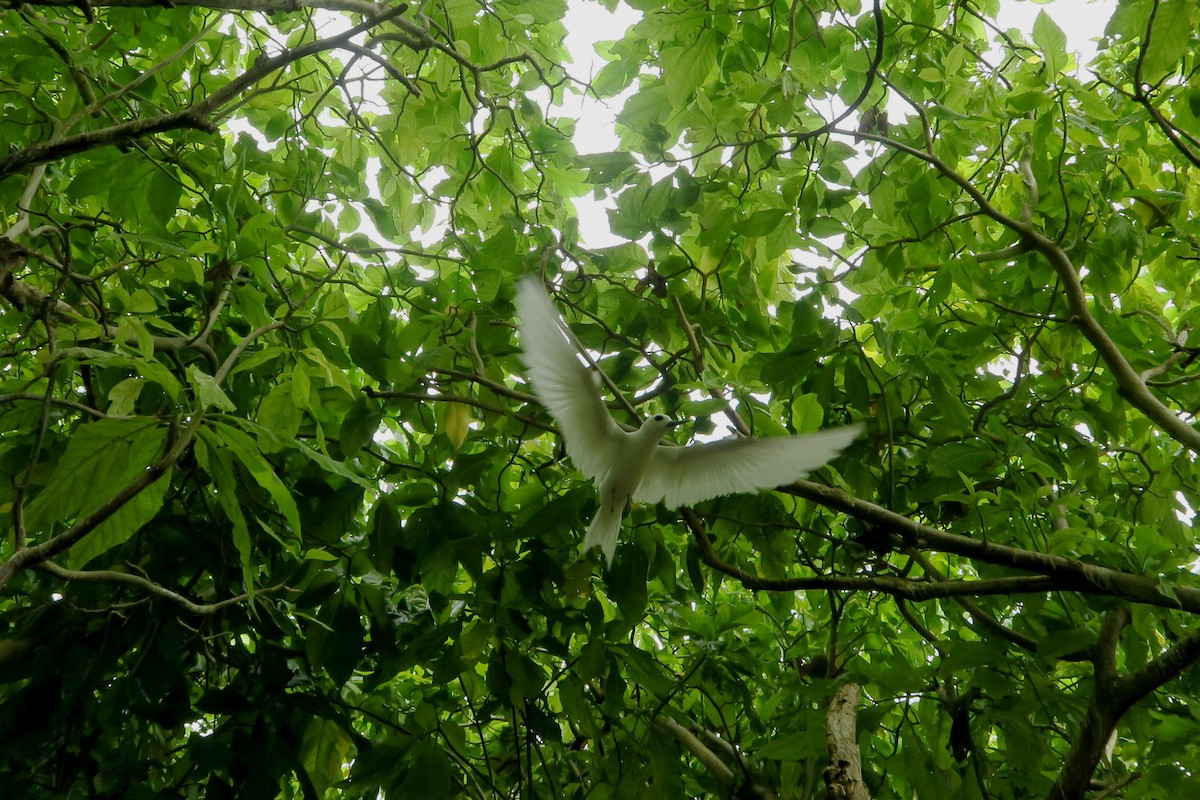 White Tern - ML39620661