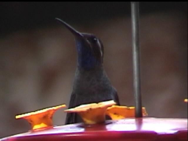 kolibřík blankytohrdlý - ML396207821