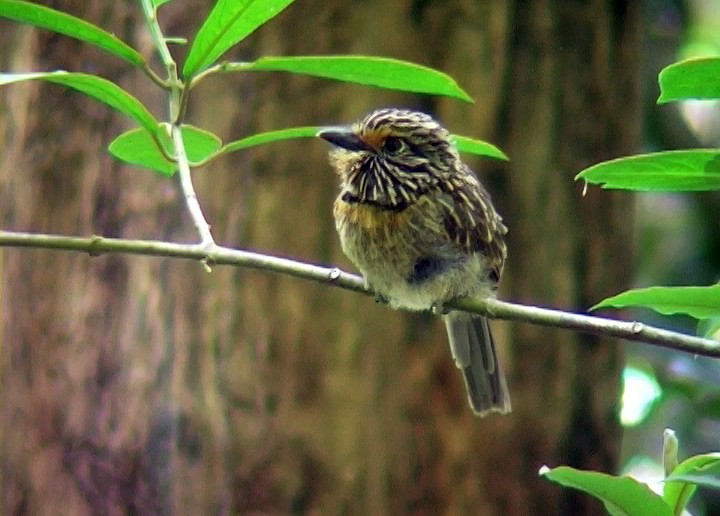 Crescent-chested Puffbird (Greater) - ML396209371