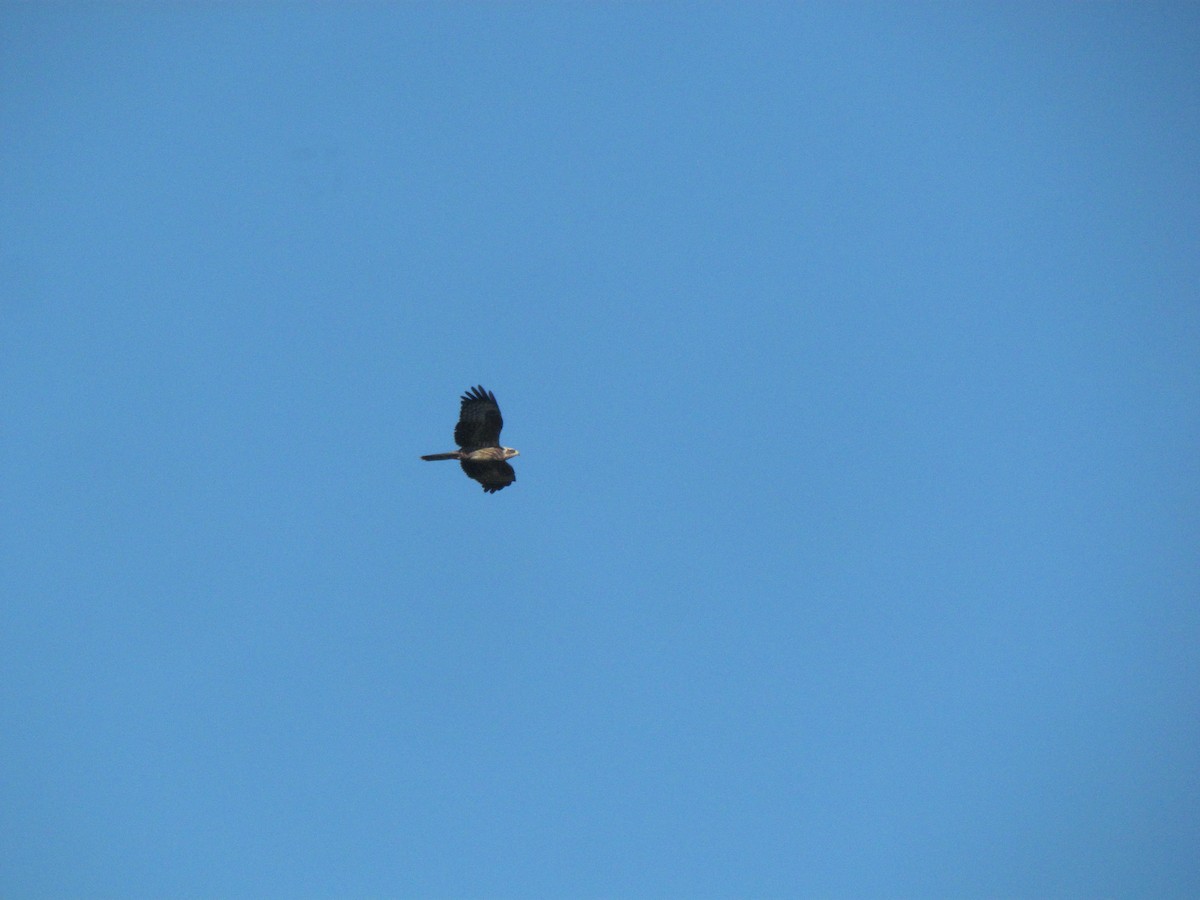 European Honey-buzzard - ML396210171