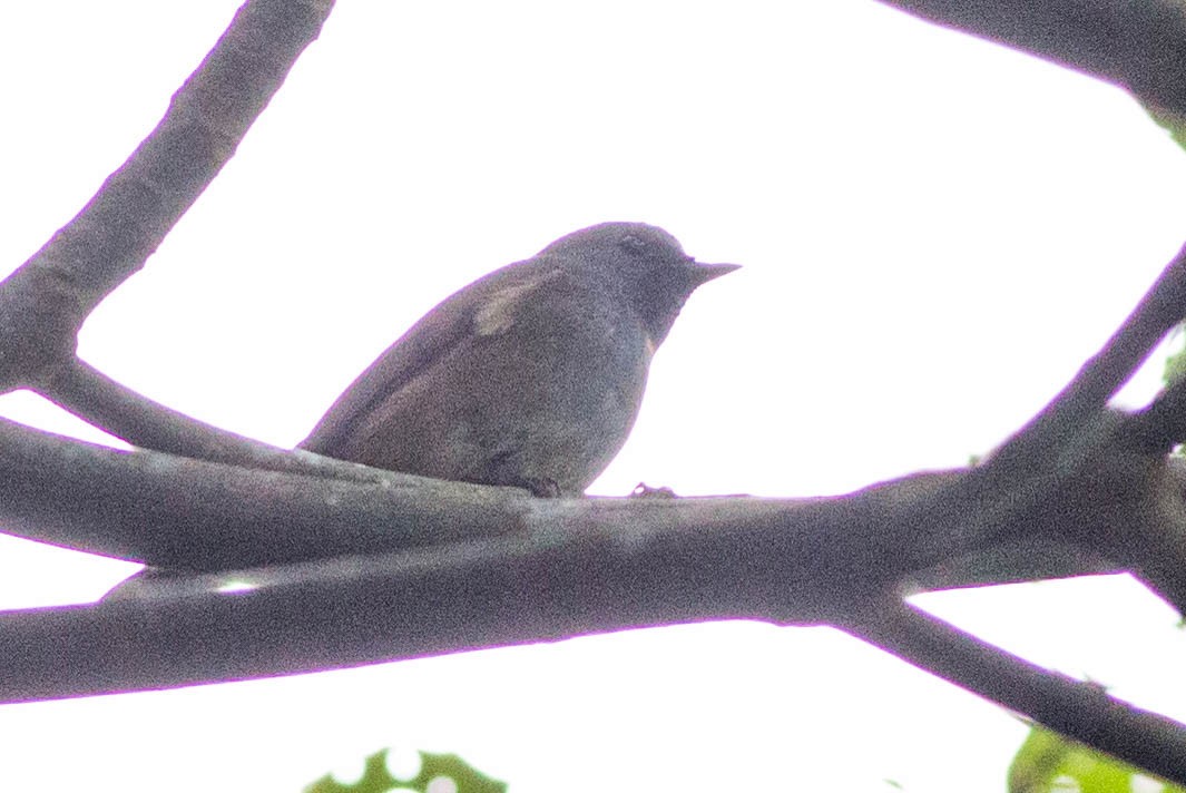 Rufous-gorgeted Flycatcher - Doug Gochfeld