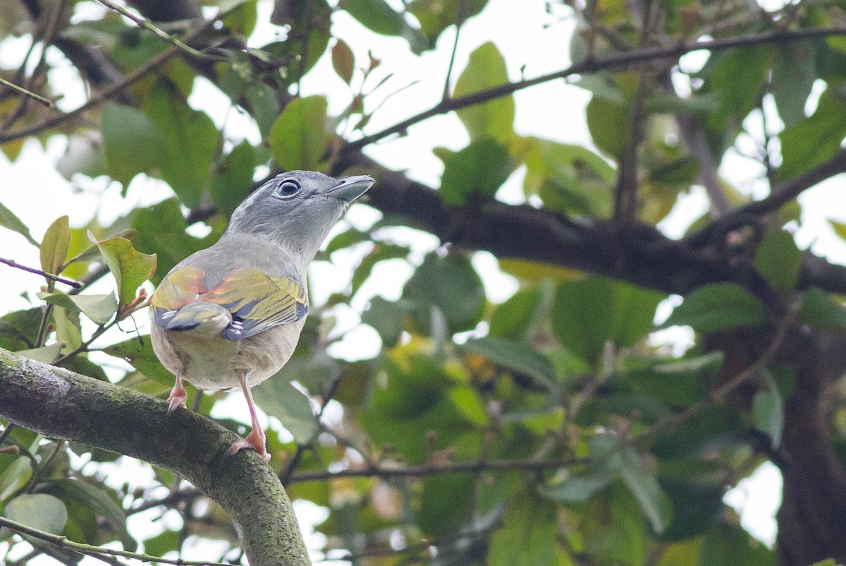 White-browed Shrike-Babbler (Gray-breasted) - ML396210771