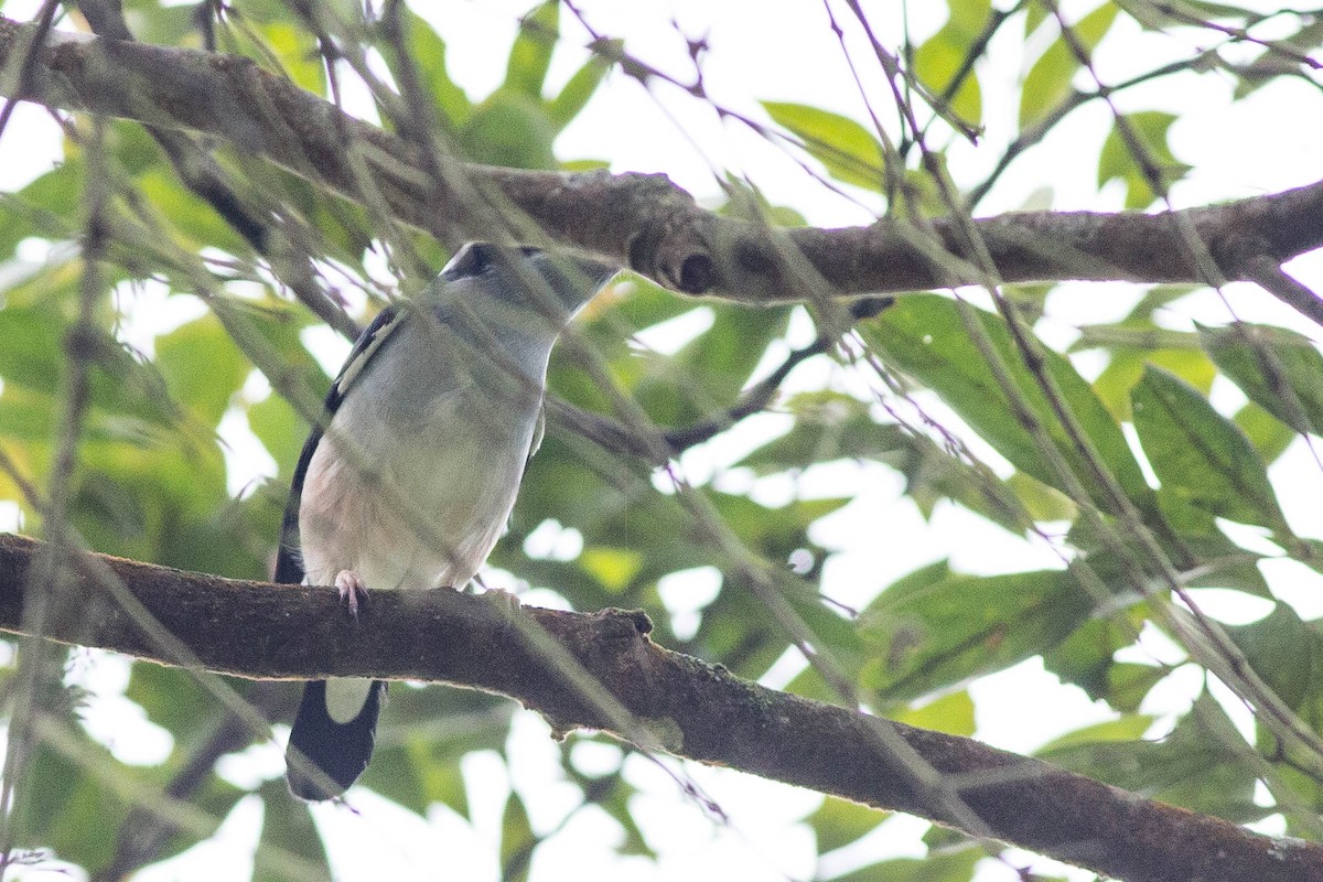 White-browed Shrike-Babbler (Gray-breasted) - ML396210801