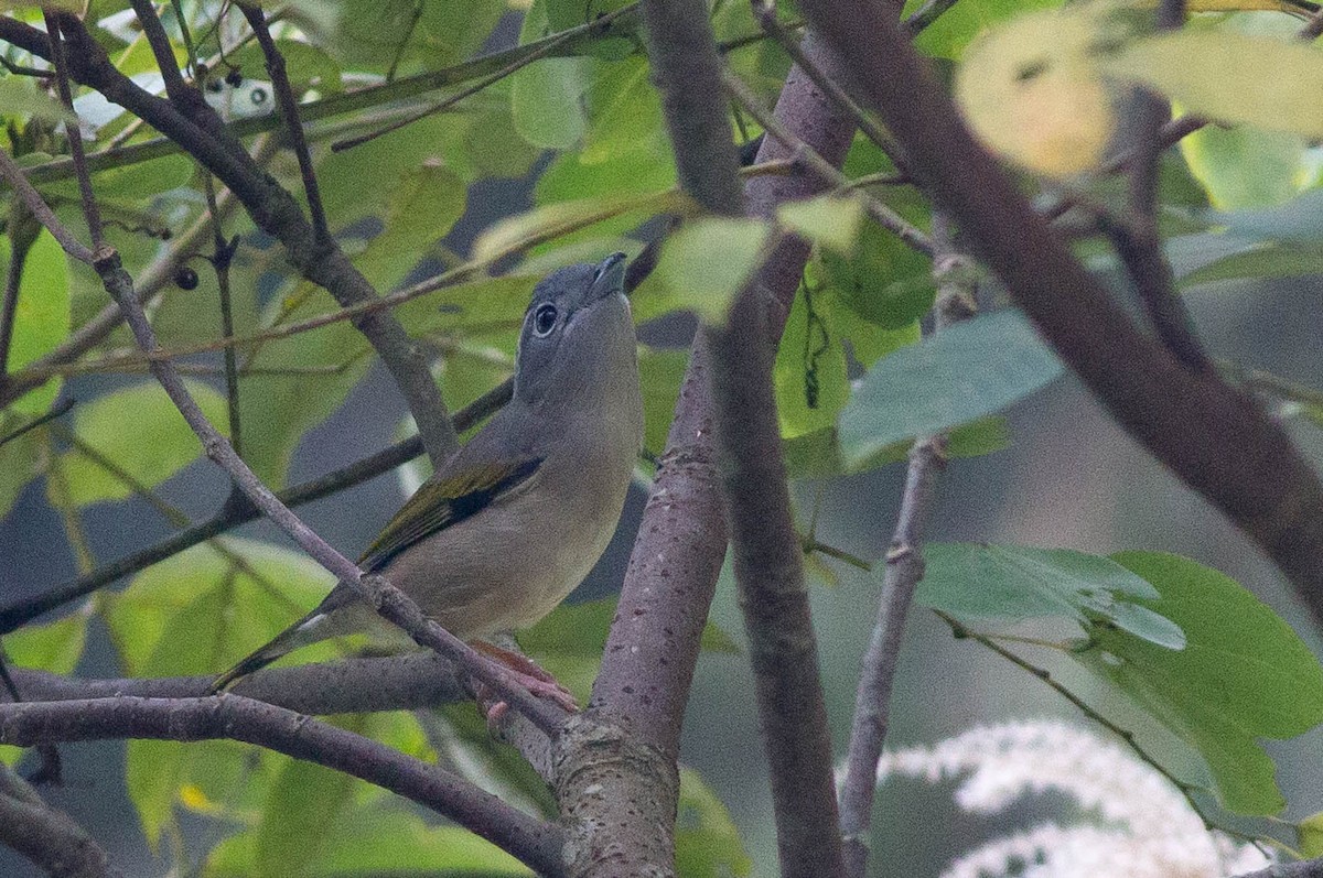 White-browed Shrike-Babbler (Gray-breasted) - ML396210811