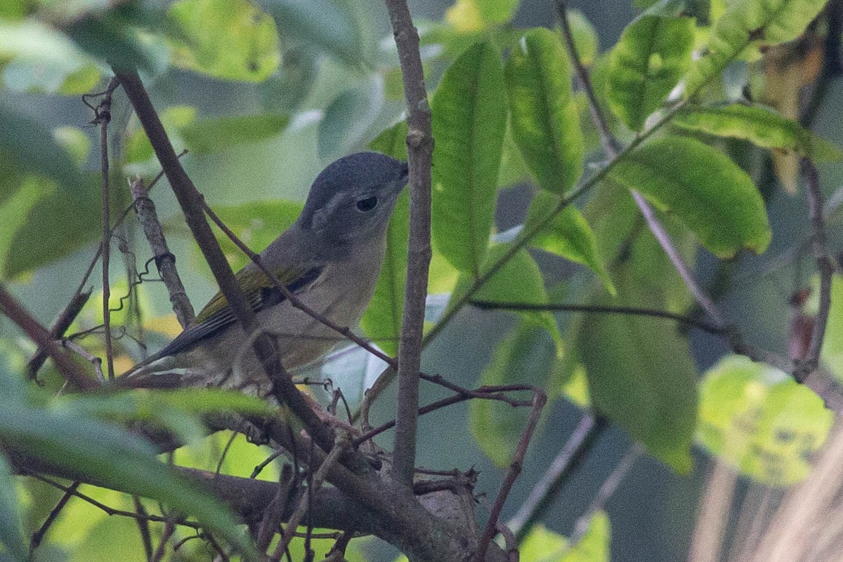 White-browed Shrike-Babbler (Gray-breasted) - ML396210831