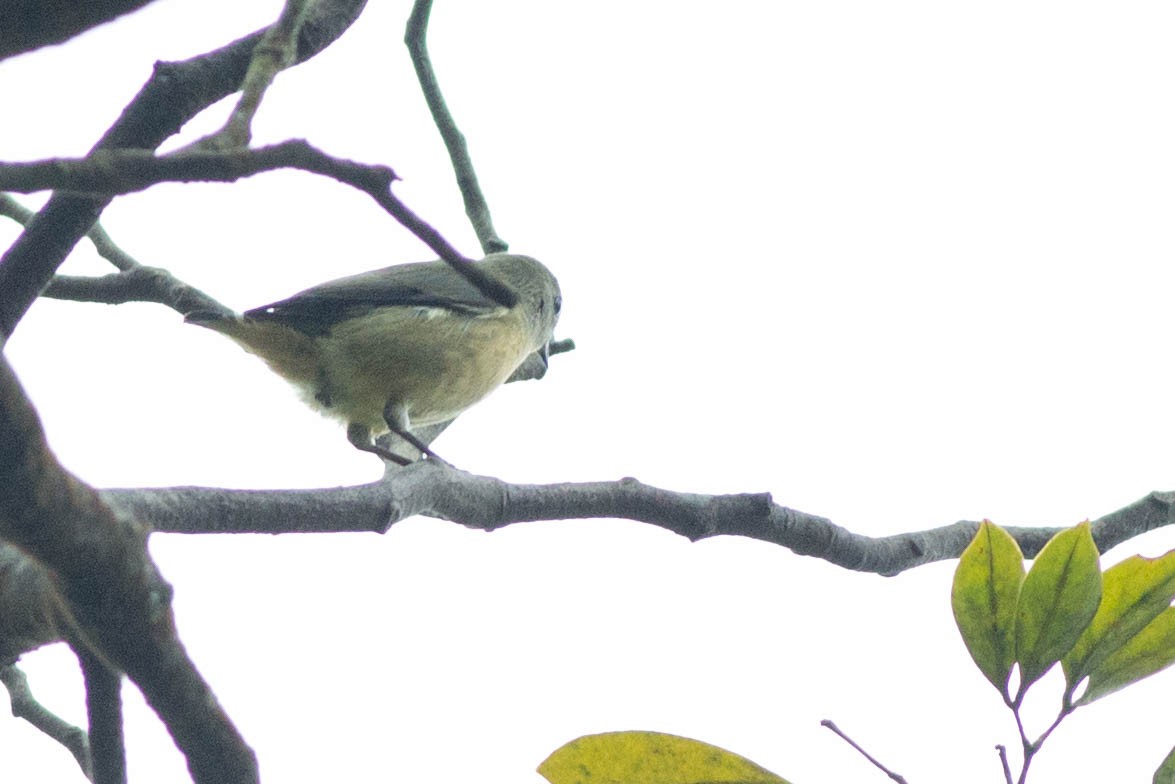 Fire-breasted Flowerpecker - ML396211031