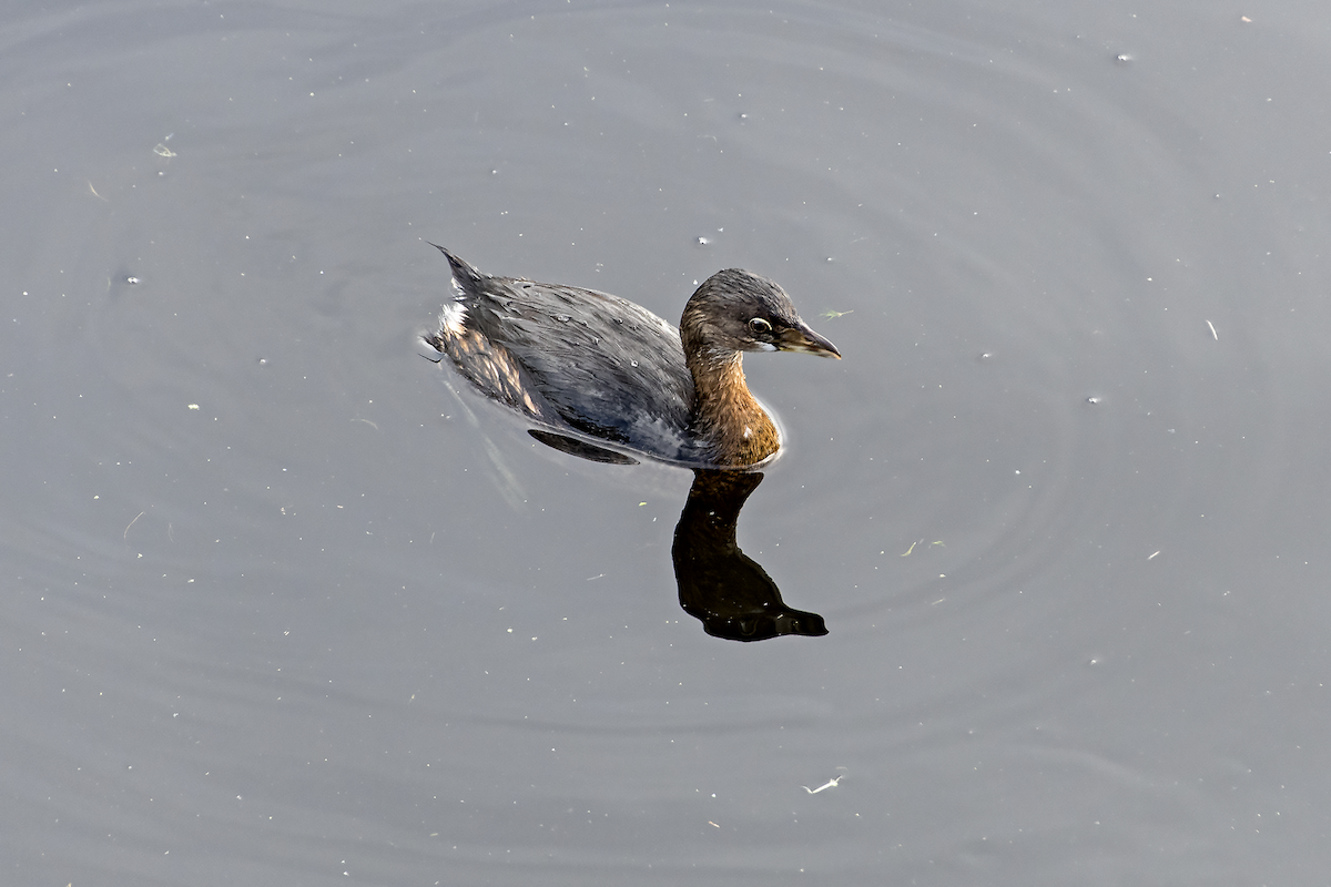 Pied-billed Grebe - David Badke