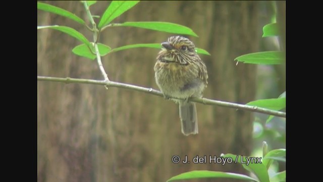 Crescent-chested Puffbird (Greater) - ML396212801