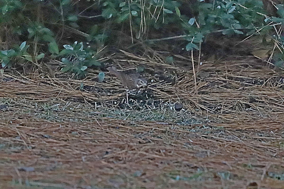 Fox Sparrow - ML396215561