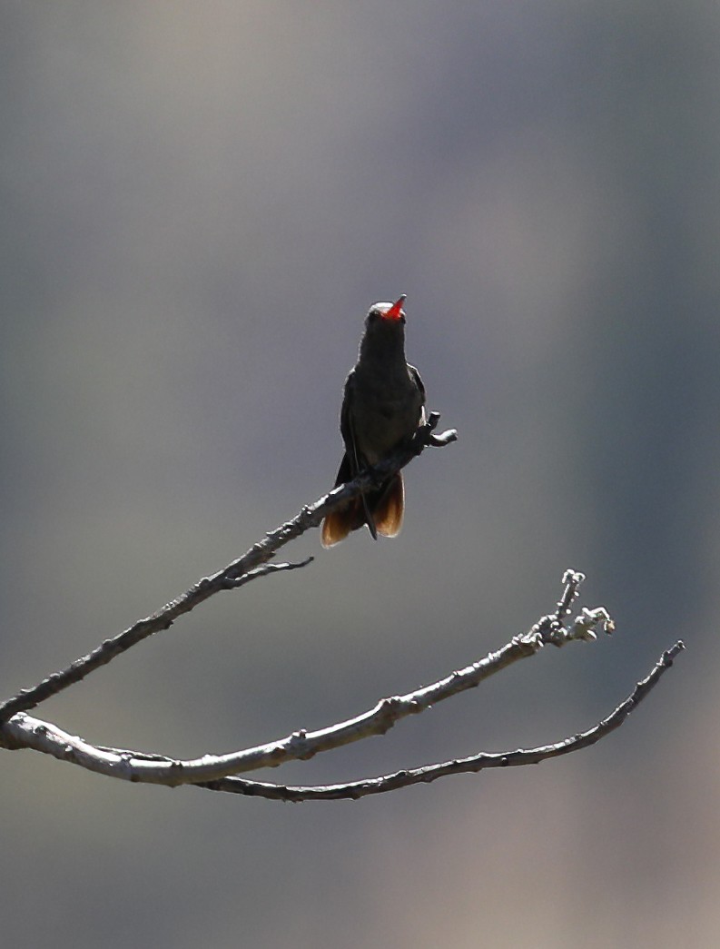 Dusky Hummingbird - ML396217361