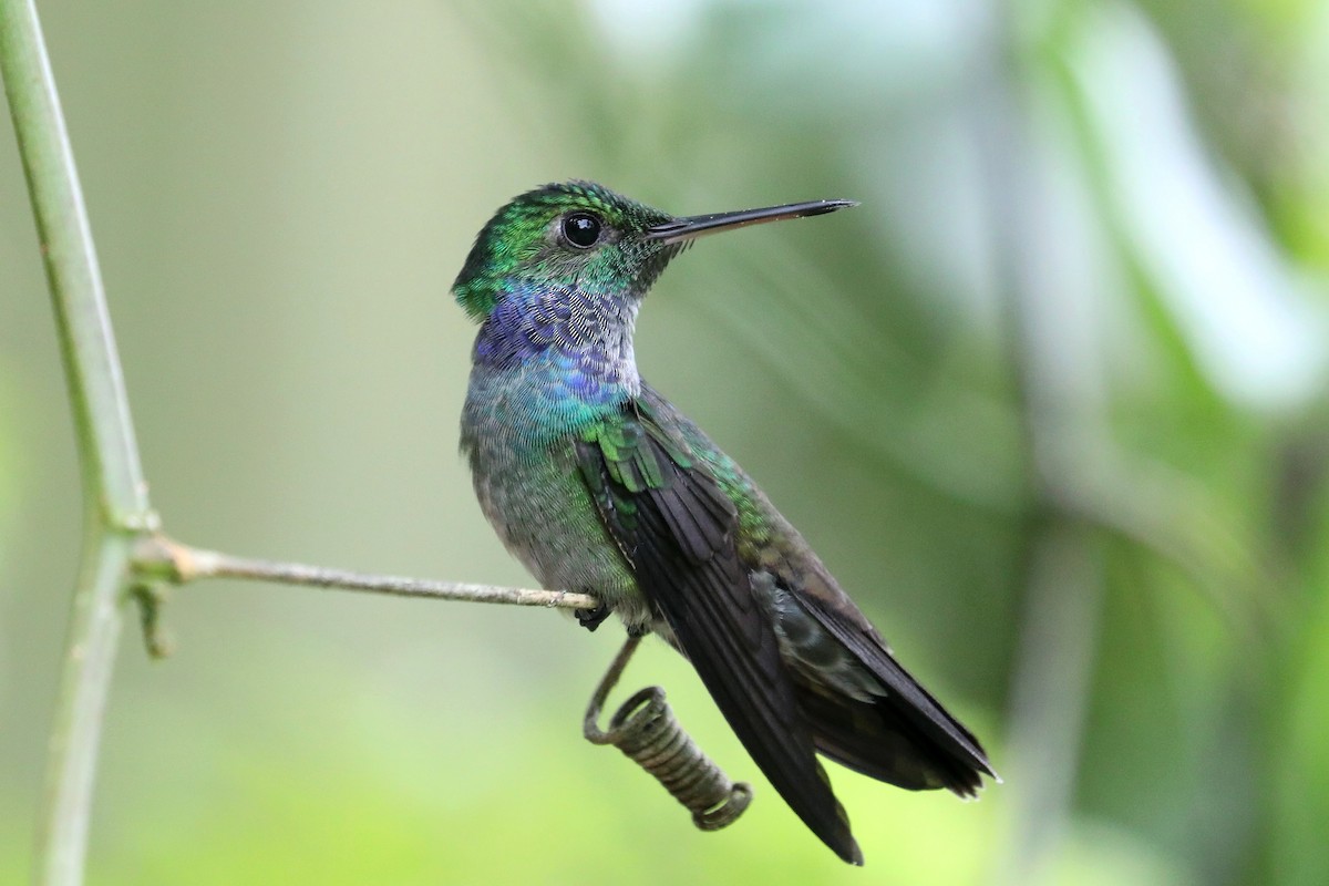 Blue-chested Hummingbird - Stephen Gast