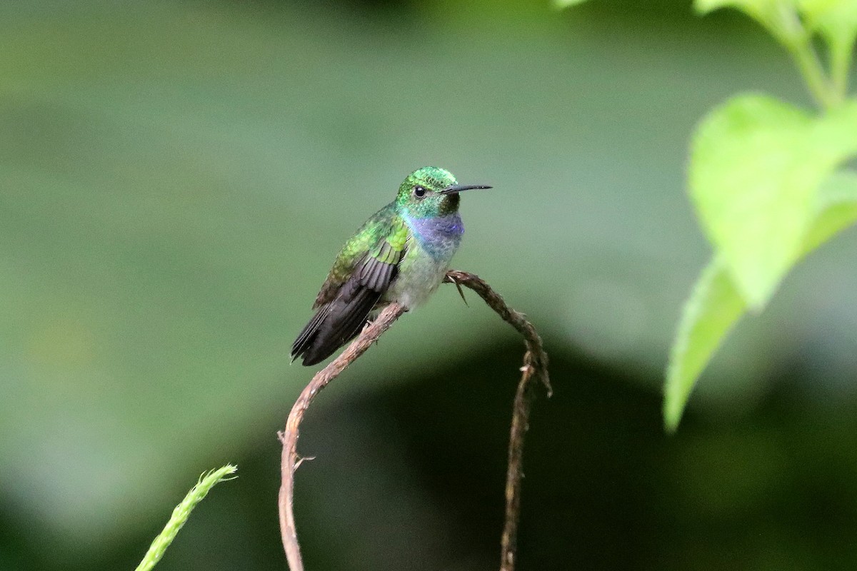 Blue-chested Hummingbird - Stephen Gast