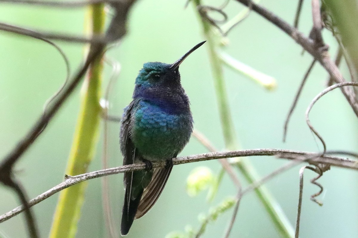 Sapphire-throated Hummingbird - Stephen Gast