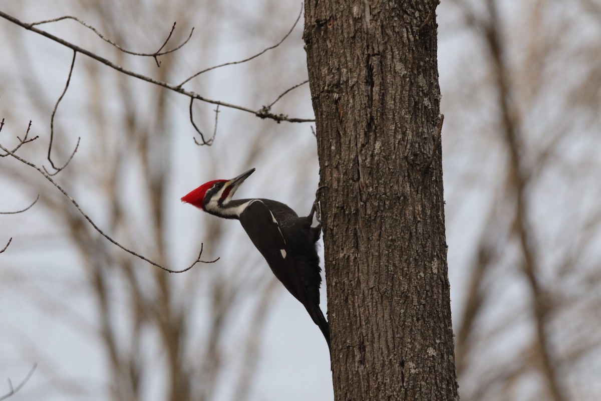 Pileated Woodpecker - ML396219161