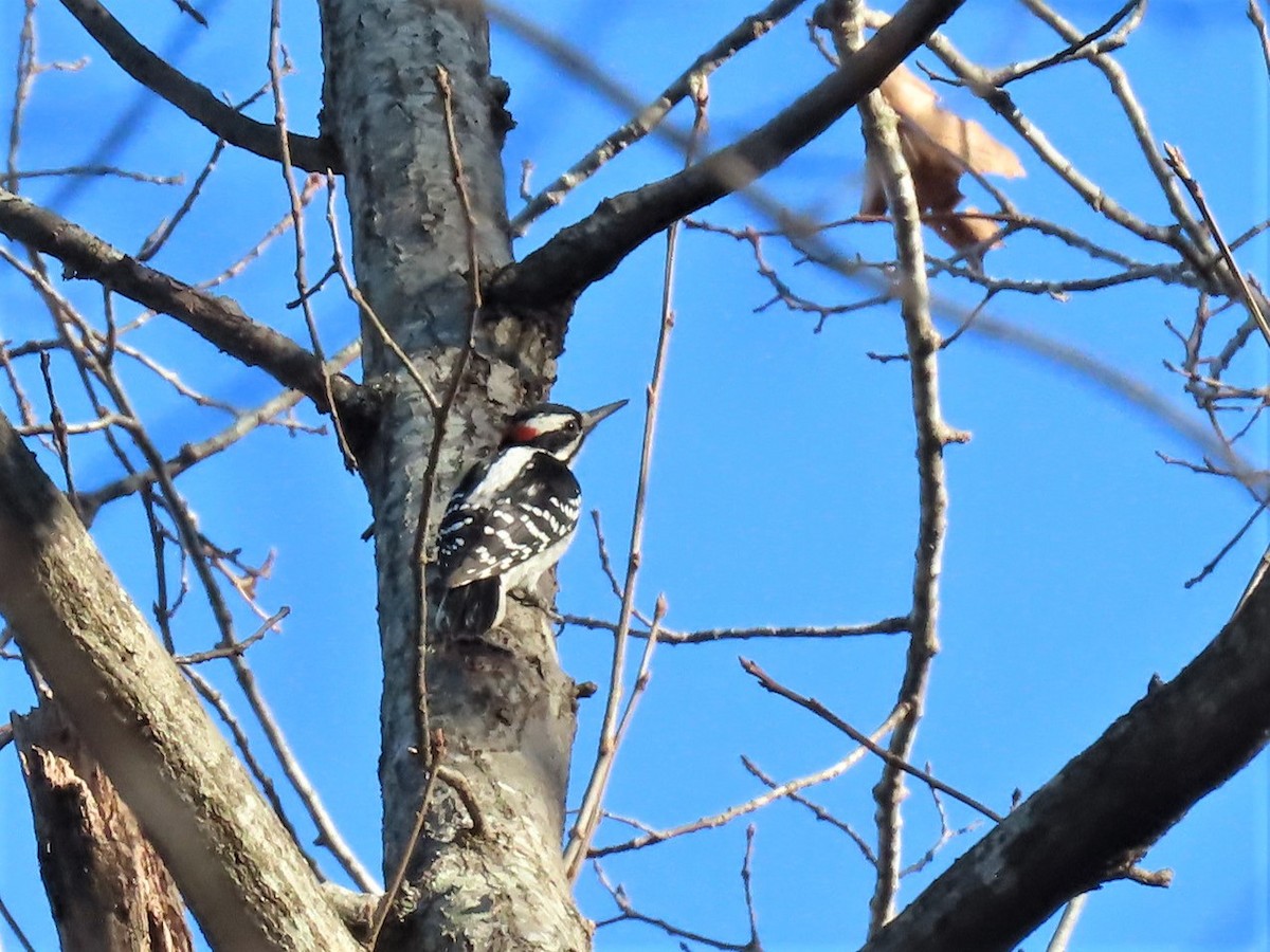 Hairy Woodpecker - ML396219531