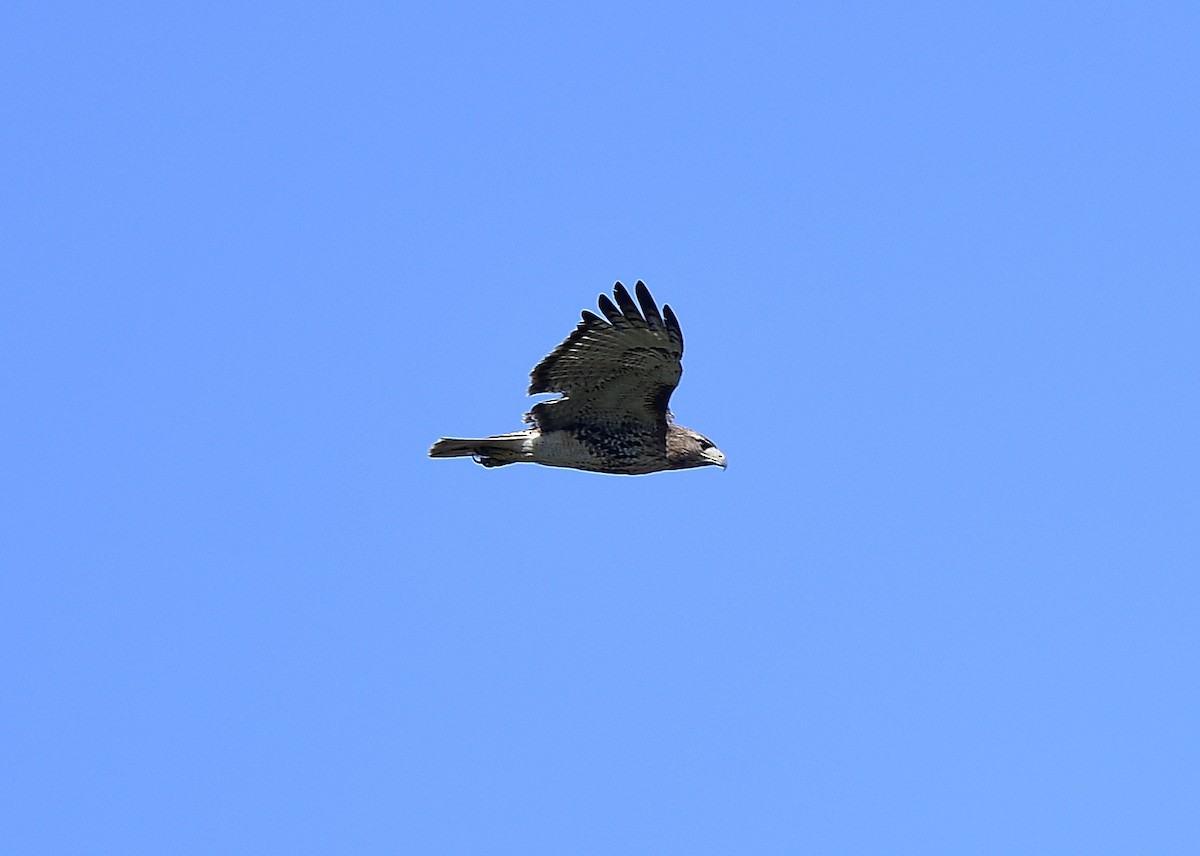 Red-tailed Hawk - ML396219961