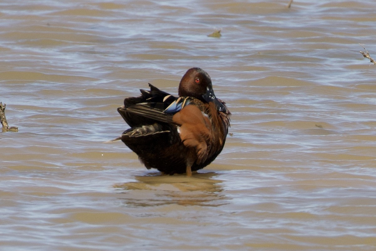 Cinnamon Teal - ML396220661