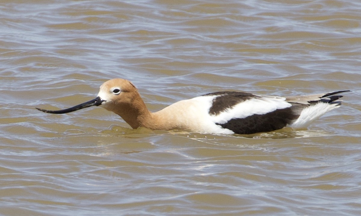 Avocette d'Amérique - ML396220721