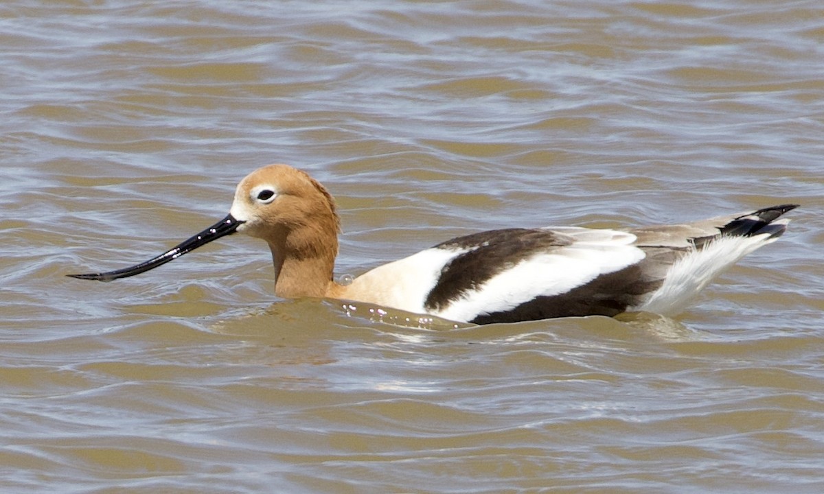 American Avocet - ML396220731