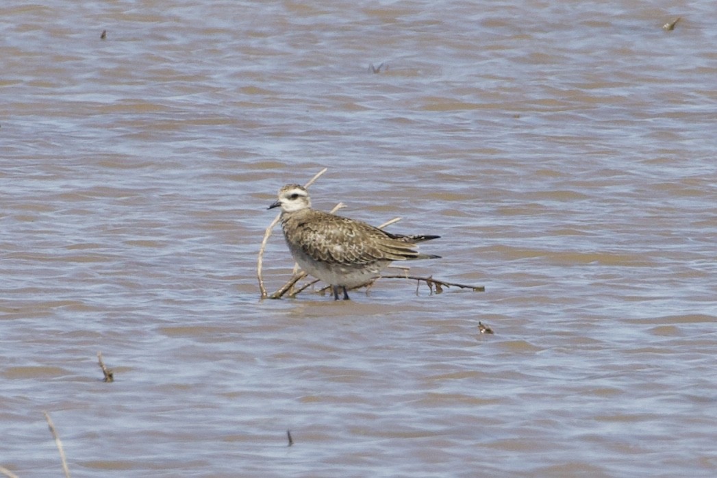 American Golden-Plover - ML396220821