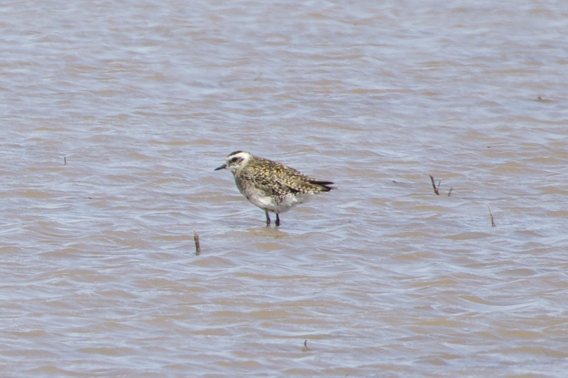 American Golden-Plover - ML396220841