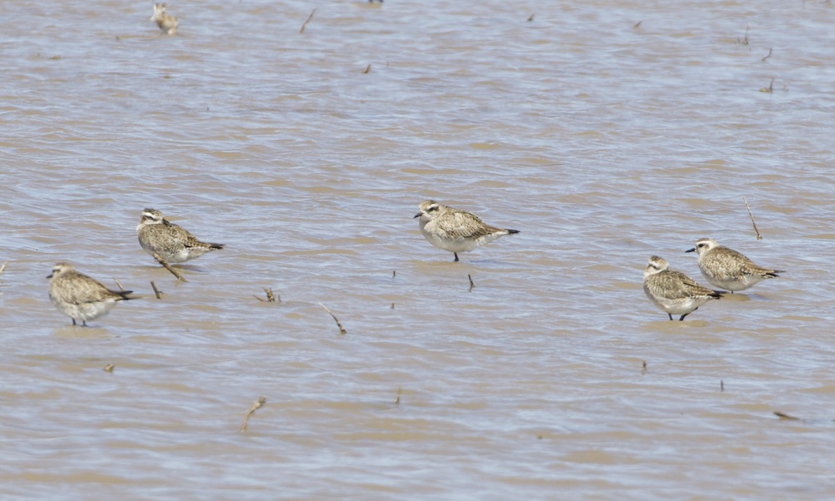 American Golden-Plover - ML396220851