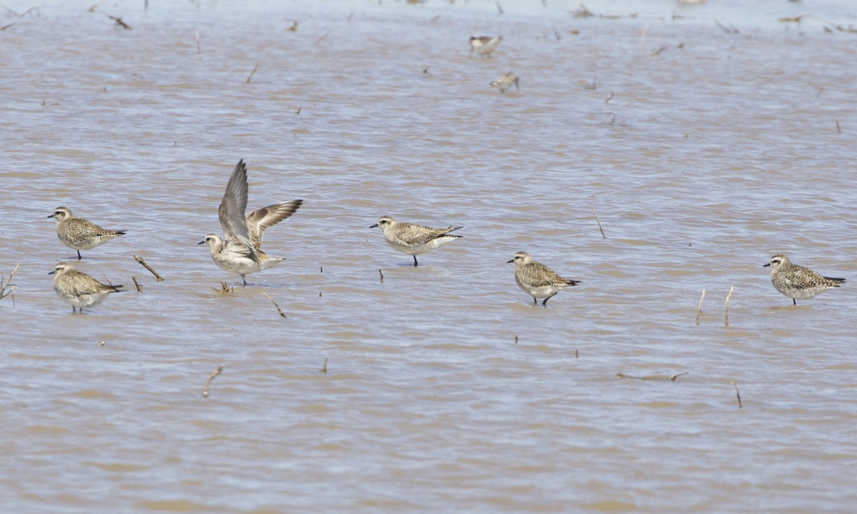 American Golden-Plover - ML396220891