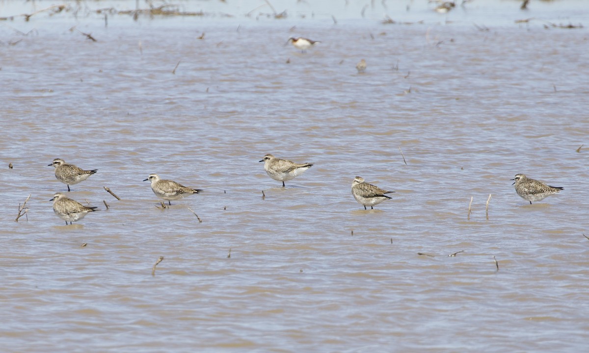 American Golden-Plover - RJ Baltierra