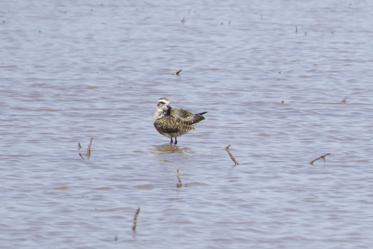 American Golden-Plover - ML396220941