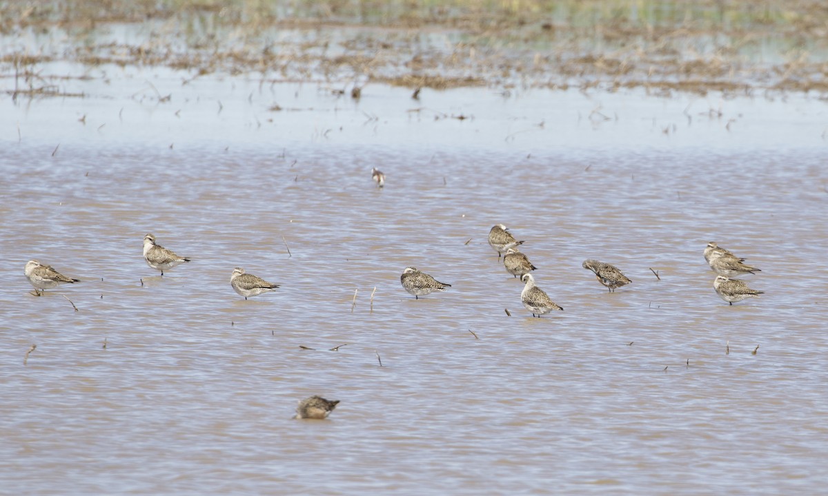 American Golden-Plover - ML396220951