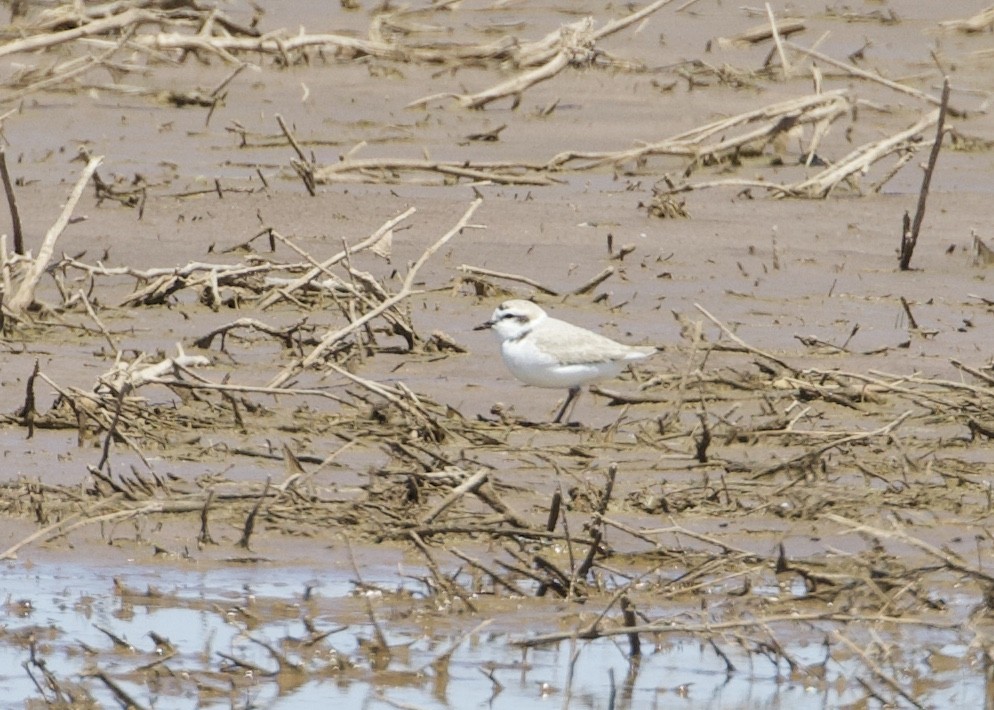 Snowy Plover - ML396220961