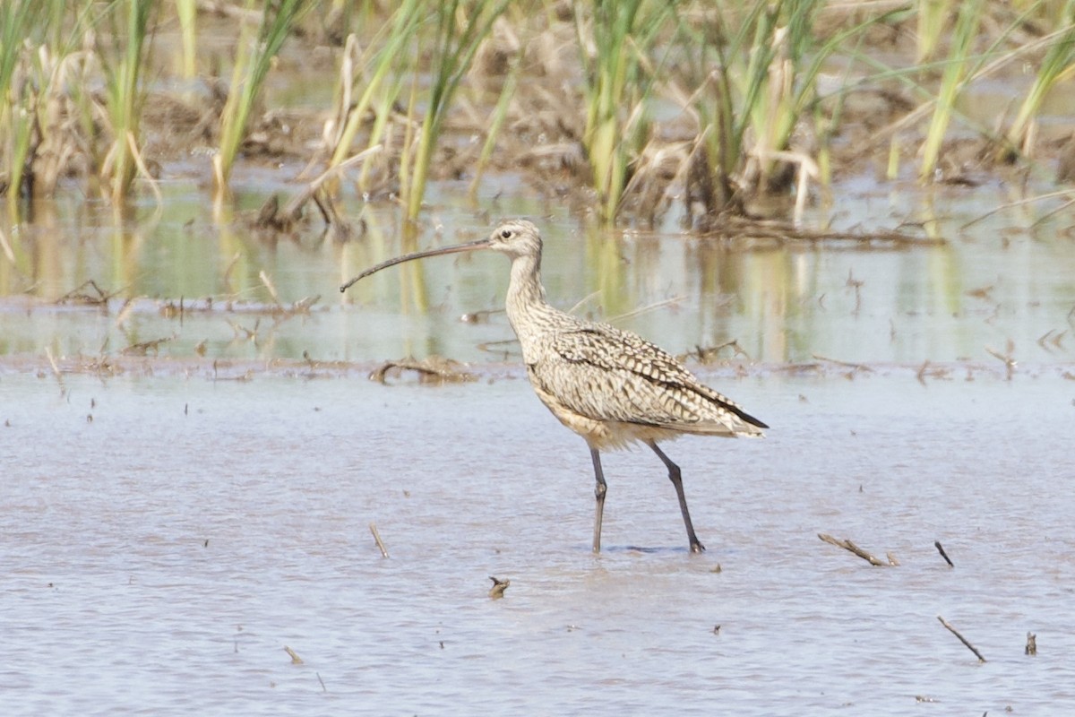 Long-billed Curlew - ML396221031