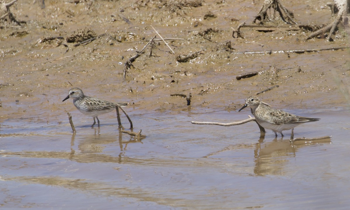 Baird's Sandpiper - ML396221091