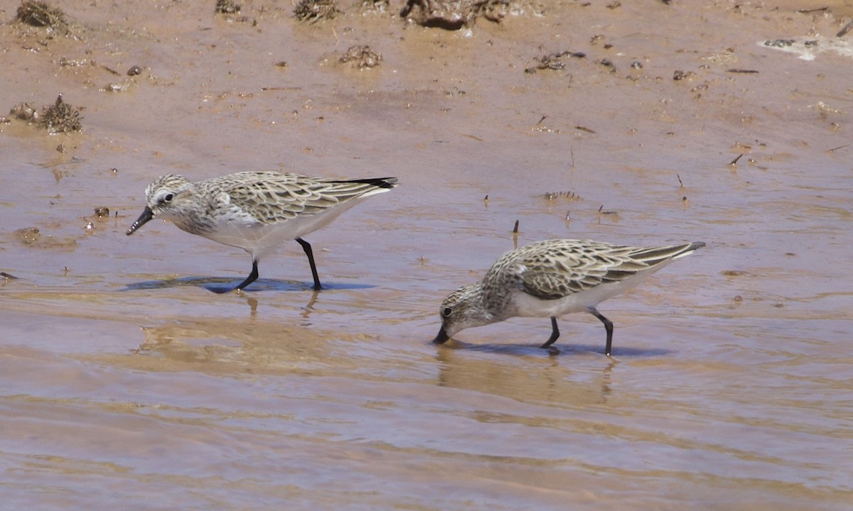 Semipalmated Sandpiper - ML396221141