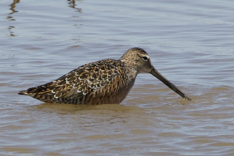 Long-billed Dowitcher - RJ Baltierra