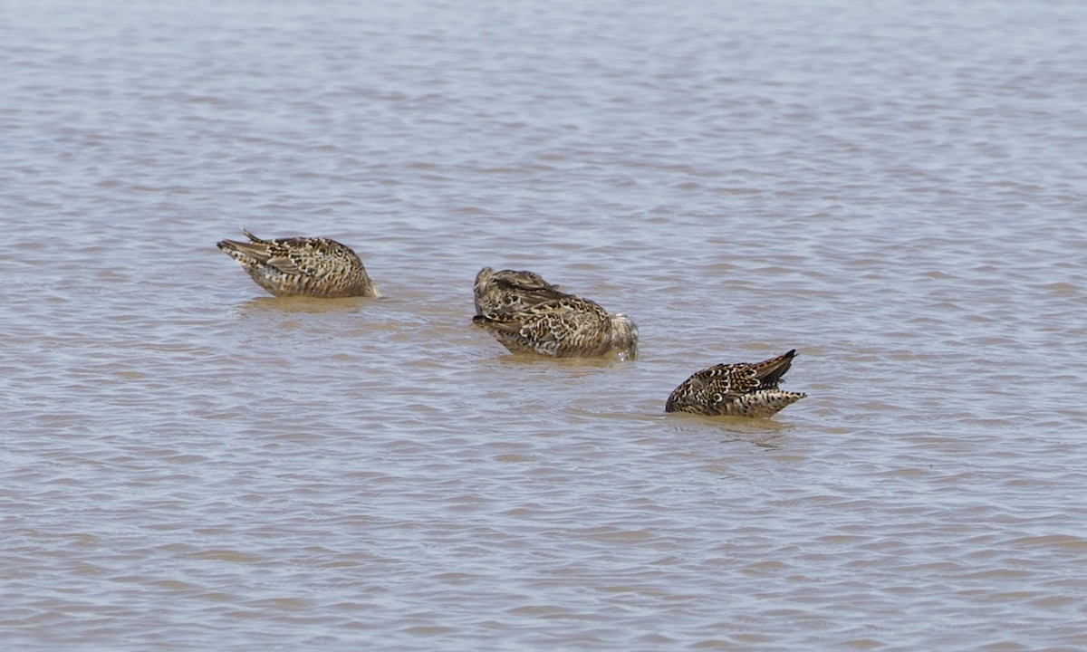 Long-billed Dowitcher - ML396221211